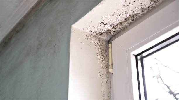 Best Mold Removal for HVAC Installations  in Ardia, CA