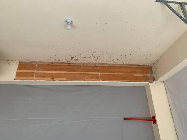 Trusted Arcadia, CA Mold Inspection, Removal & Remediation Experts